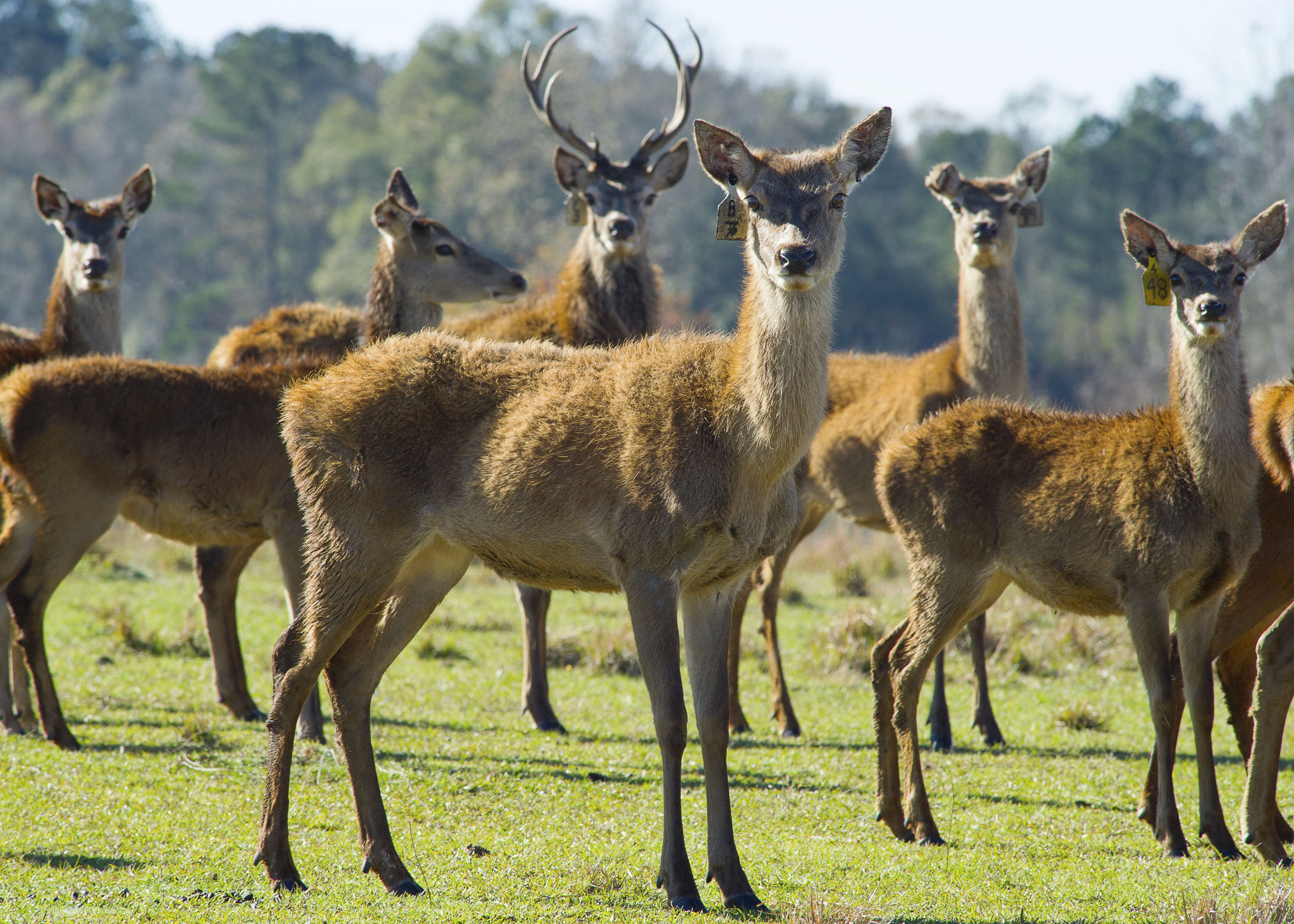 Learning about Louisiana’s Wildlife at the Bob R. Jones-Idlewild Research Station 
